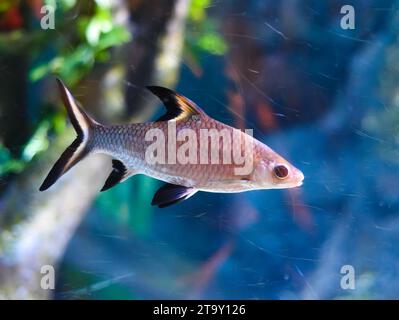 Bala shark or silver shark in aquarium in Thailand Stock Photo