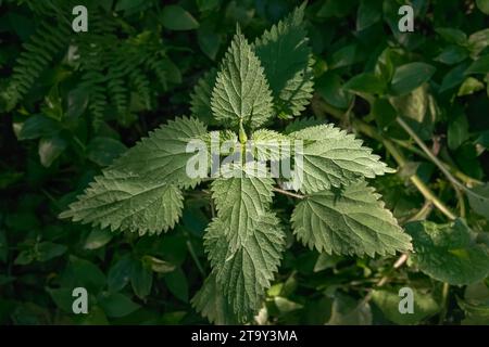green nettle plant growing outdoors seen from above with sunlight Stock Photo
