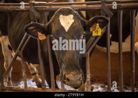 Cows from the Comas farm in one of their stables in Santa Eugènia de Berga (Osona, Barcelona, Catalonia, Spain) ESP: Las vacas de la granja Comas Stock Photo