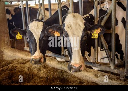 Cows from the Comas farm in one of their stables in Santa Eugènia de Berga (Osona, Barcelona, Catalonia, Spain) ESP: Las vacas de la granja Comas Stock Photo