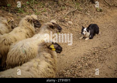 The flock of sheep of l'Esquellot del Montseny herded by Núria and Moi near Mas La Sala, in Viladrau, Montseny (Osona, Catalonia, Spain) Stock Photo