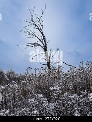 old dead tree with snowy foreground in winter Stock Photo