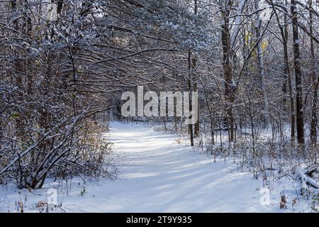 snow covered forest path in the morning Stock Photo