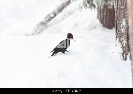 Wintering Black Woodpecker (Dryocopus martius) in Finnish taiga forest near Kuusamo during a cold winter. Stock Photo