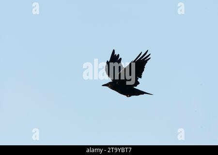 American Crow, Corvus brachyrhynchos, during autumn in California, USA. Stock Photo