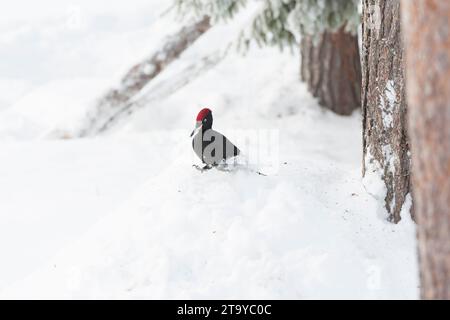 Wintering Black Woodpecker (Dryocopus martius) in Finnish taiga forest near Kuusamo during a cold winter. Stock Photo