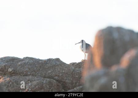 Wandering Tattler, Tringa incana, during autumn migration standing on a rock along the Californian coast, USA, with back light. Stock Photo