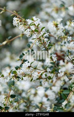 Osmanthus delavayi, Delavay osmanthus, small clusters of white flowers Stock Photo