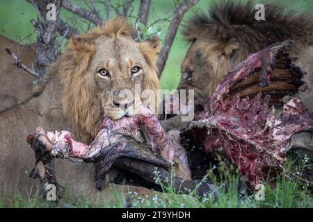 Two male lions (Panthera leo) feeding on the remains of a gory buffalo carcass with lots of flies Stock Photo