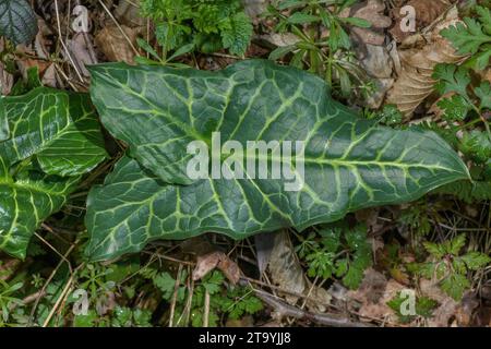 Variegated leaf of Large Lord's and Ladies, Arum italicum, in the wild. Stock Photo
