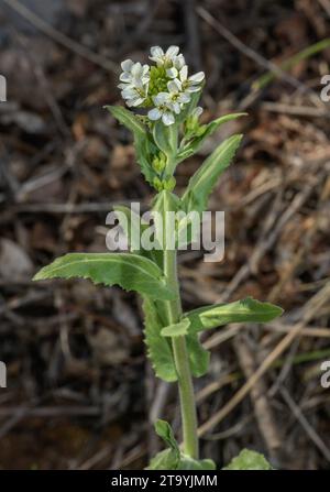 Tower-cress, Pseudoturritis turrita, in flower in early spring. Stock Photo