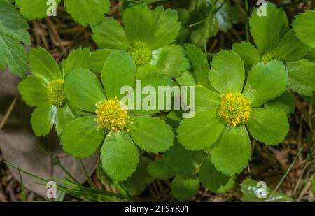 Hacquetia, Sanicula epipactis, in flower in Beech woodland in spring, Slovenia. Stock Photo