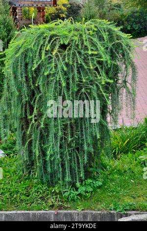 Ornamental coniferous tree weeping larch (Larix decidua Pendula) in garden landscape. Beautiful decorative plant on stam for landscape design of park Stock Photo