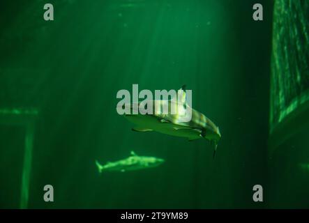 Ground Shark Examples The tiger shark is a species of ground shark, and the only extant ...