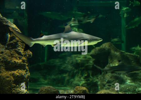 Ground Shark Examples The tiger shark is a species of ground shark, and the only extant ...