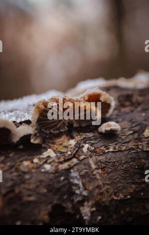 Close-up of wood log with fungus growt Stock Photo - Alamy