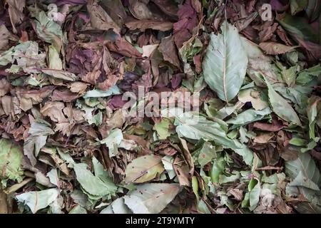 Medical herbs for herbal tea and homeopathic treatment. Drying leaves of cherry tree. Stock Photo