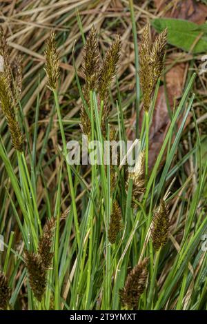 Greater Tussock-sedge, Carex paniculata in flower in marshland. Stock Photo