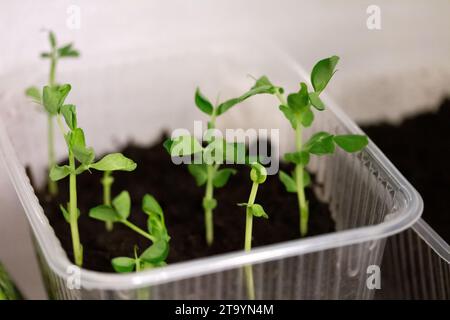 Seedlings of green peas plant growing at home in plastic container on the windowsill. Young sprouts with fresh leaves. Healthy food vegetable Stock Photo