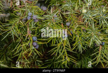 Common Juniper, Juniperus communis, with berries, in winter. Stock Photo
