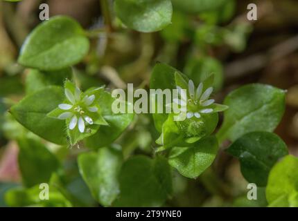 Common Chickweed, Stellaria media, in flower in woodland, spring. Stock Photo
