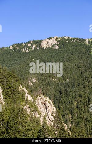 Mountainous area covered with forest. Black Sea forests. Shot in Rize Turkey Stock Photo