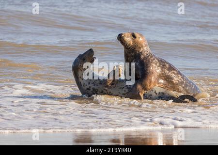Grey seals love language UK TWO ADORABLE seals can be seen laughing in the other?s company at the British seaside.     Snapped on November 17, these t Stock Photo