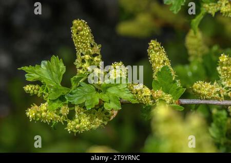 Alpine currant, Ribes alpinum, in flower in spring. Stock Photo