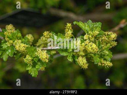Alpine currant, Ribes alpinum, in flower in spring. Stock Photo