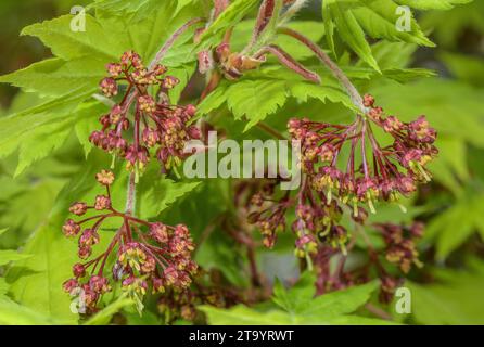 Korean maple, Acer pseudosieboldianum, in flower in early spring. Garden. Stock Photo