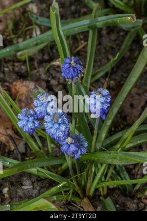 Azure grape hyacinth, Pseudomuscari azureum, in flower in spring. Stock Photo