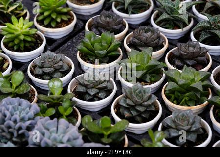 Set of pot plant Echeveria and other succulents in different types, Small Cactus plant, Kalanchoe in white vase. Stock Photo