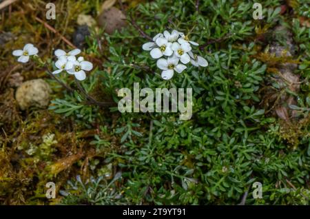 Chamois Cress, Hornungia alpina, in flower. Stock Photo