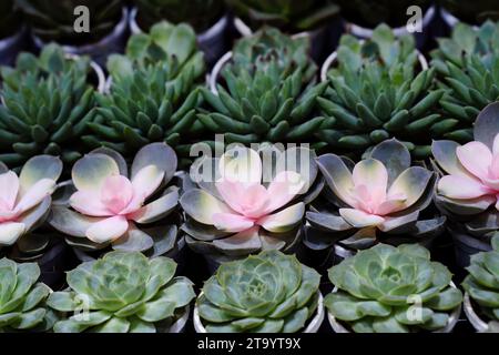 Set of pot plant Echeveria and other succulents in different types, Small Cactus plant, Kalanchoe in white vase. Stock Photo