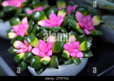 Set of pot plant Echeveria and other succulents in different types, Small Cactus plant, Kalanchoe in white vase. Stock Photo