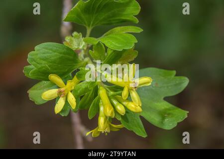 Golden currant, Ribes aureum in flower in spring. Stock Photo