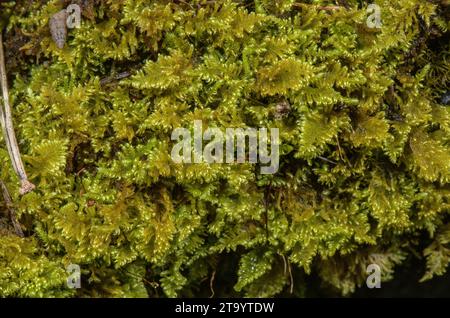 Comb Moss, Ctenidium molluscum, growing on limestone. Stock Photo