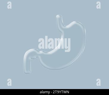 Human body organ stomach organism concept and medical 3d model. Human anatomy, stomache, organ isloated, human body organ, internal organs vector Stock Photo