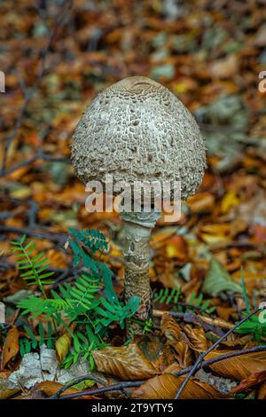 Drumstick, Macrolepiota procera, large edible mushroom. Abruzzo, Italy, Europe Stock Photo