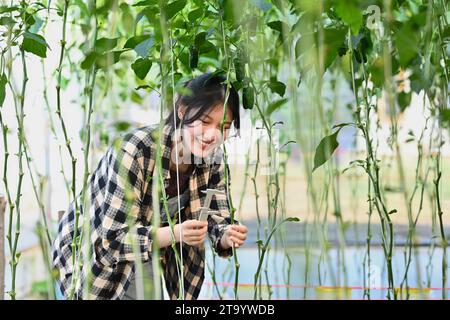 Charming young farmer woman checking bell peppers plantation in the greenhouse Stock Photo