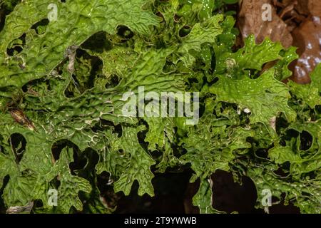 Tree lungwort, Lobaria pulmonaria on old tree, wet after rain. Stock Photo