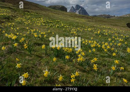 Wild Daffodils. Narcissus pseudonarcissus, in high alpine pastures on the Col du Pourtalet, Pyrenees. Stock Photo
