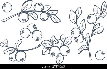 Hand drawn set of wild blueberries. Ink sketch bilberry, isolated on white background. Vintage engraving whortleberry collection, vector illustration Stock Vector