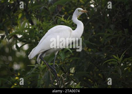 A Cattle egret bird perched on a tree branch in Ranganathittu bird sanctuary near Mysore, India. Stock Photo