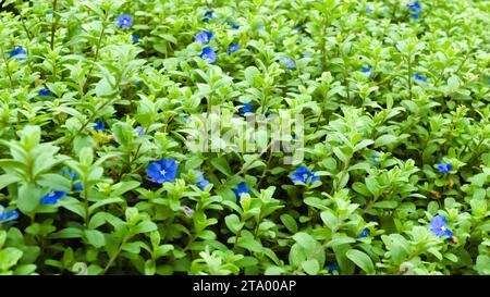 blue eyes flower bed - Nemophila Stock Photo