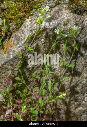 Thyme-leaved sandwort, Arenaria serpyllifolia, in flower on old wall. Stock Photo
