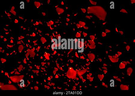 red colorful petals rose flying on black background, love and valentine day concept Stock Photo