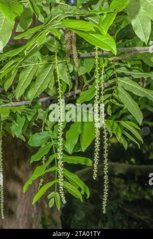 Caucasian wingnut, Pterocarya fraxinifolia, in flower in garden; from the Caucasus, Stock Photo