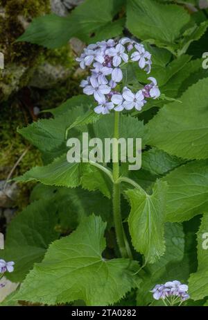 Perennial honesty, Lunaria rediviva, in flower in spring. Strongly fragrant flowers. Stock Photo