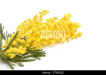 mimosa isolated on white background, women day, holiday concept Stock Photo